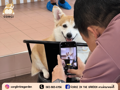 ร้านคาเฟ่คอร์กี้ ราคาหลักร้อย